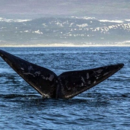 Whale Watching Tour in Hermanus