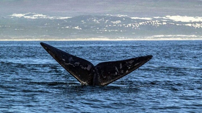 Whale Watching Tour in Hermanus