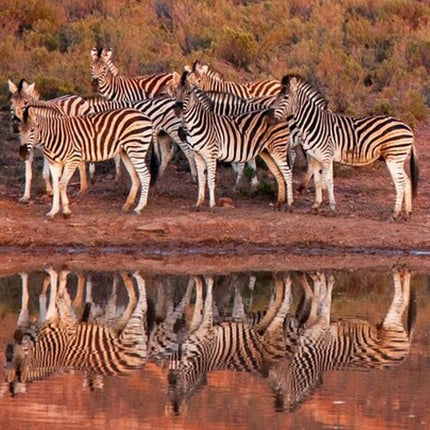 Sunset Big 5 Aquila Safari Snacks and Wine Tasting