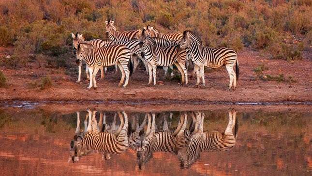 Sunset Big 5 Aquila Safari Snacks and Wine Tasting