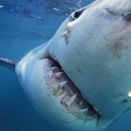Shark diving tour