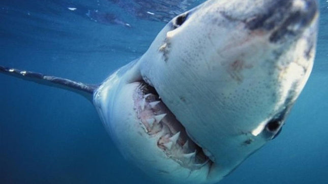 Shark diving tour