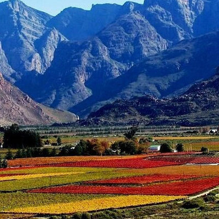 Cape Town Private Tour Robben Island and Constantia Wine Tasting