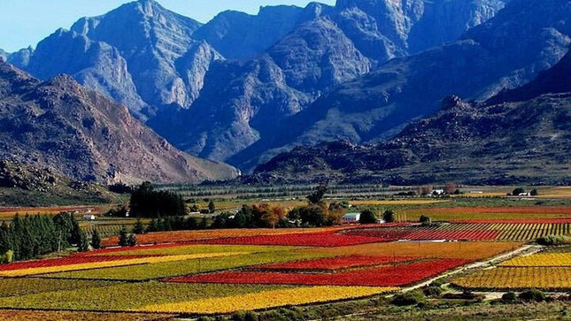 Cape Town Private Tour Robben Island and Constantia Wine Tasting