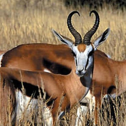 Cape Town Inverdoorn Game Reserve Tour
