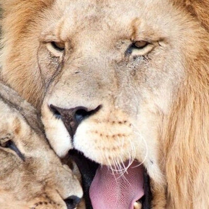 Early Morning Safari Big Five Experience