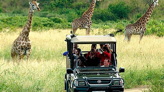 Cape Town Inverdoorn Game Reserve Tour