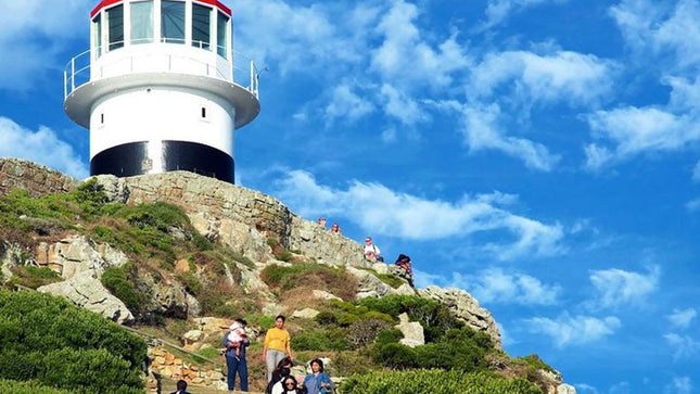 Cape Point Explore with Boulder's Penguins Small Group Day Tour