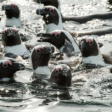 Combo Tour: Marine Wildlife Cruise and Cape Point PM