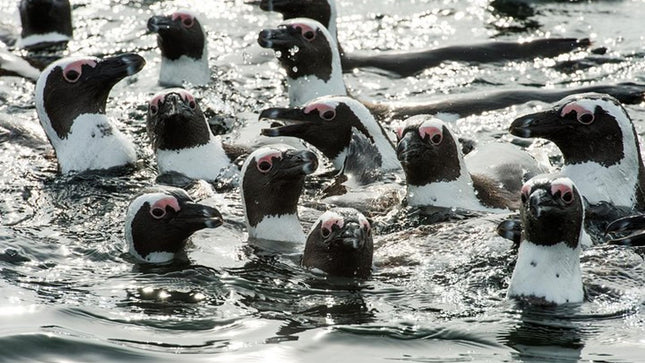 Combo Tour: Marine Wildlife Cruise and Cape Point PM