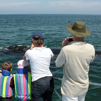 Whale Watching Tour in Hermanus
