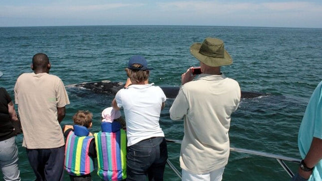 Whale Watching Tour in Hermanus