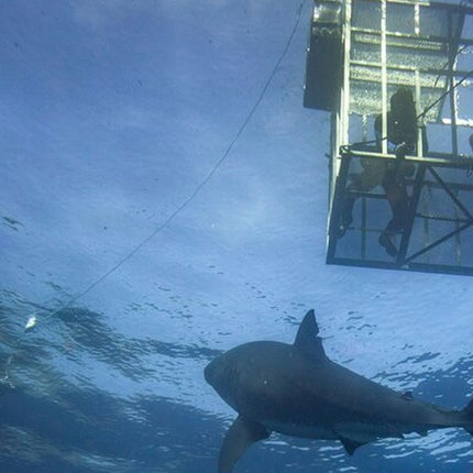 White Shark Cage Full Day Tour in Cape Town