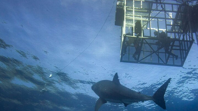 White Shark Cage Full Day Tour in Cape Town