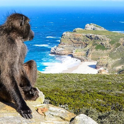Cape Town Chauffeur Half Day