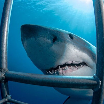 White Shark Cage Full Day Tour in Cape Town