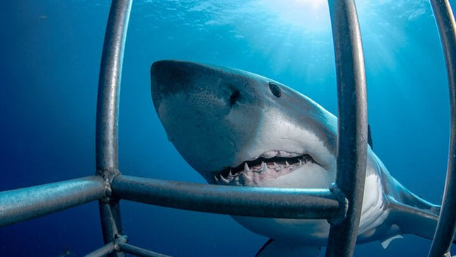 White Shark Cage Full Day Tour in Cape Town