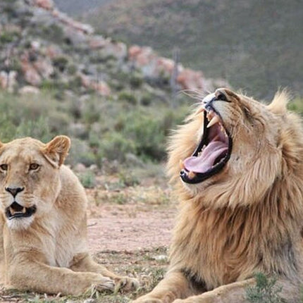 Early Morning Safari Big Five Experience