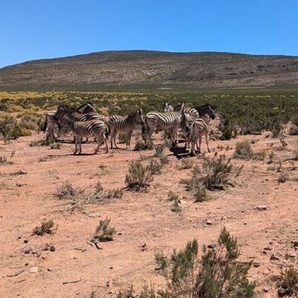 Aquila Afternoon Safari With Free Wine Tasting