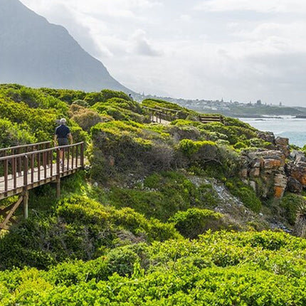One-Way Hop-on Hop-off Bus from Cape Town to Port Elizabeth