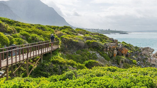 One-Way Hop-on Hop-off Bus from Cape Town to Port Elizabeth