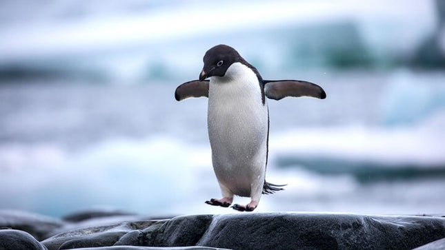Combo Marine Wildlife Cruise & Cape Point Full Day Tour in CT