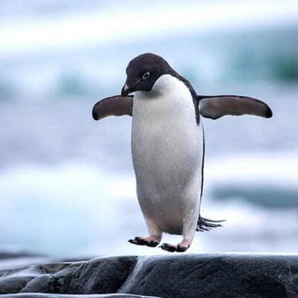 Combo Marine Wildlife Cruise & Cape Point Full Day Tour in CT