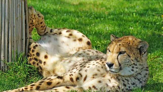 Full day tour: Cheetah outreach, Stellenbosch and Giraffe House