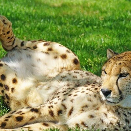 Full day tour: Cheetah outreach, Stellenbosch and Giraffe House