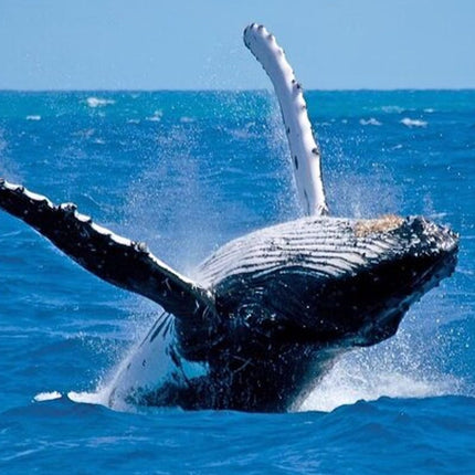 Whale Watching in Hermanus: Must-Do Activity in Cape Town, SA
