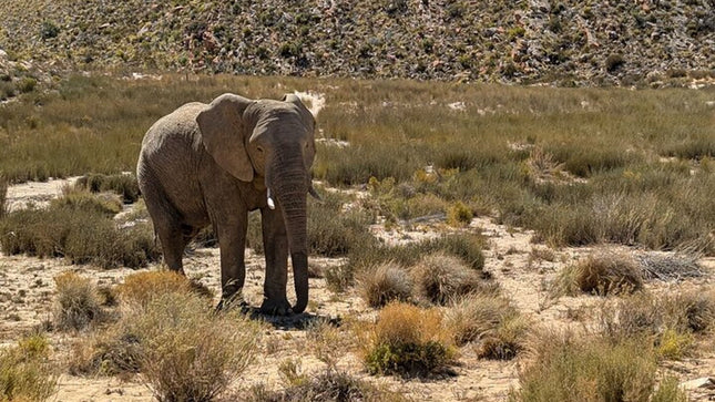 Aquila Afternoon Safari With Free Wine Tasting