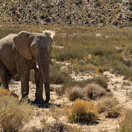 Aquila Afternoon Safari With Free Wine Tasting