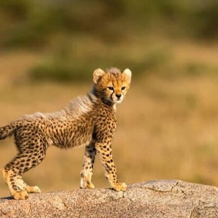 Bo-Kaap, Cheetah Outreach Firgrove & Stellenbosch Wine Tasting