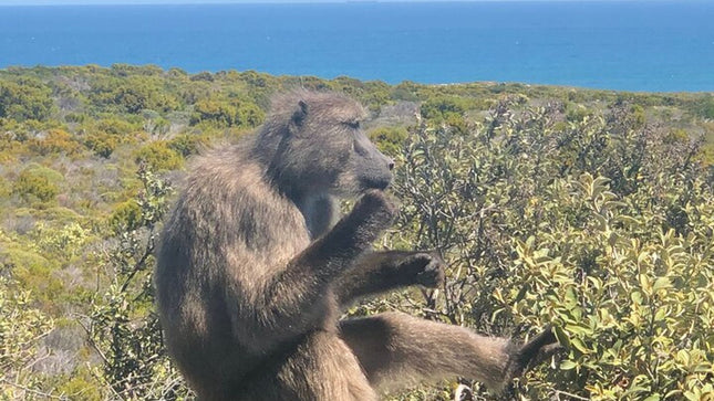 Cape Town and Cape of Good Hope Private Full-Day Tour