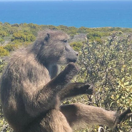 Cape Town and Cape of Good Hope Private Full-Day Tour