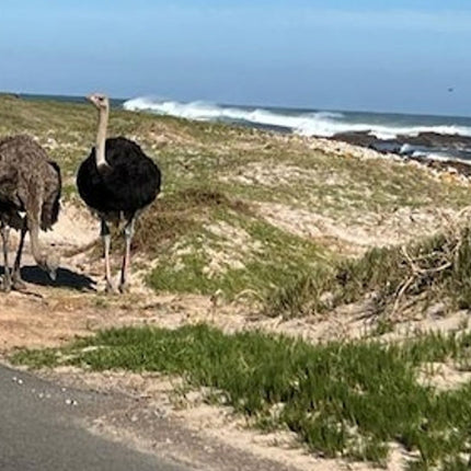 Cape Point & Boulders Beach Private Tour with Penguin Encounter