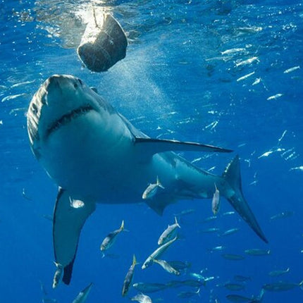 White Shark Cage Full Day Tour in Cape Town