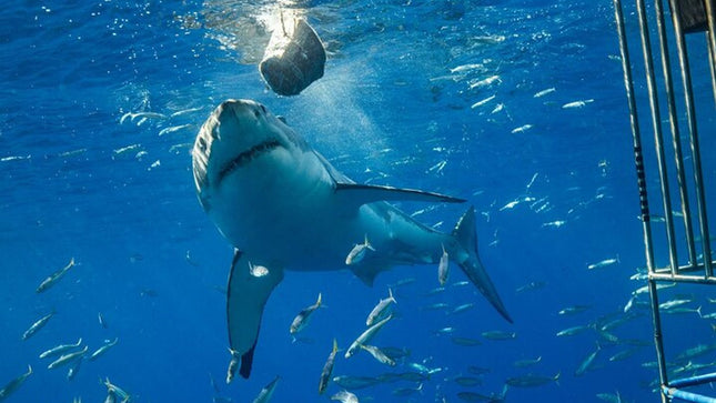 White Shark Cage Full Day Tour in Cape Town