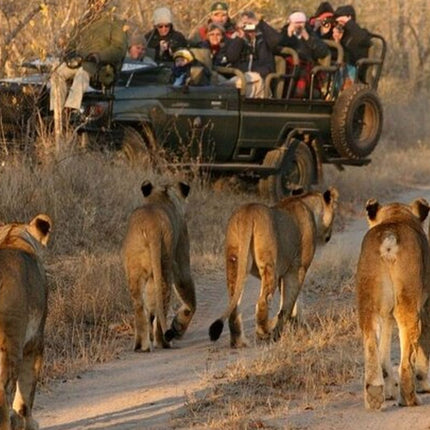 Cape Town Inverdoorn Game Reserve Tour