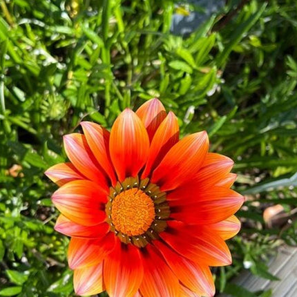 Robben Island, Kirstenbosch Garden, Groot Constantia Private Tour