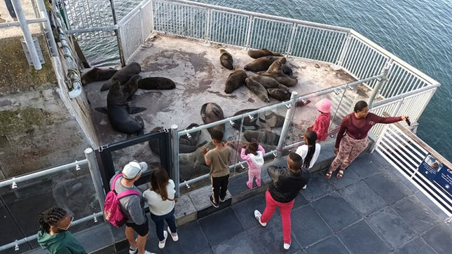 Half Day Experience In Robben Island From Cape Town