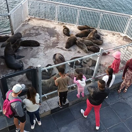 Half Day Experience In Robben Island From Cape Town