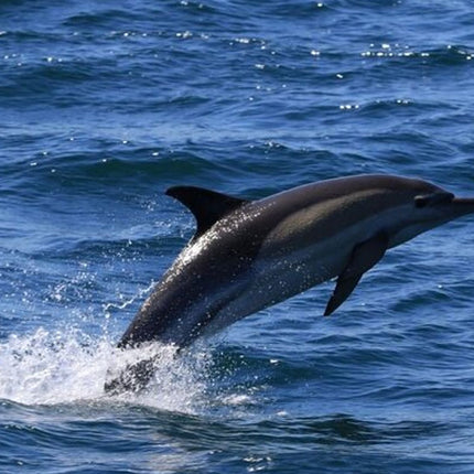 Whale Watching Tour in Hermanus