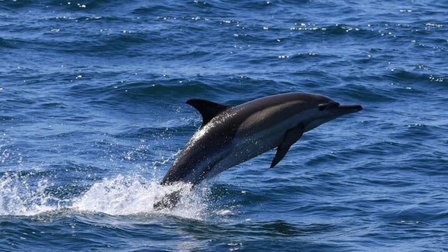 Whale Watching Tour in Hermanus