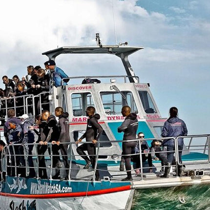 Whale Watching in Hermanus: Must-Do Activity in Cape Town, SA