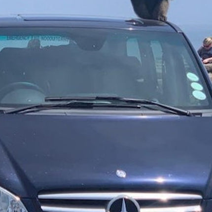Cape Point & Boulders Beach Private Tour with Penguin Encounter