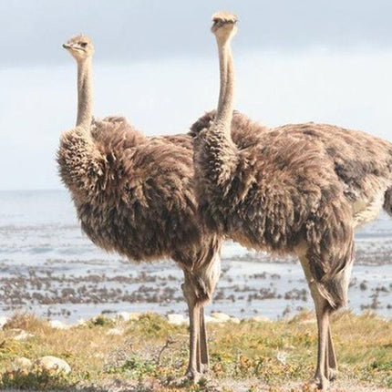 Cape Point & Cape Peninsula Day Tour from Cape Town