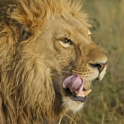 Unforgettable Lion Safari Adventure from Johannesburg