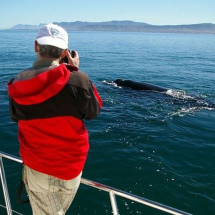 Whale Watching Tour in Hermanus