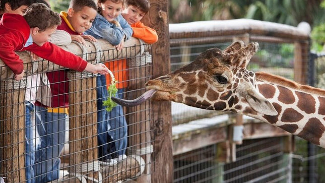 Full day tour: Cheetah outreach, Stellenbosch and Giraffe House